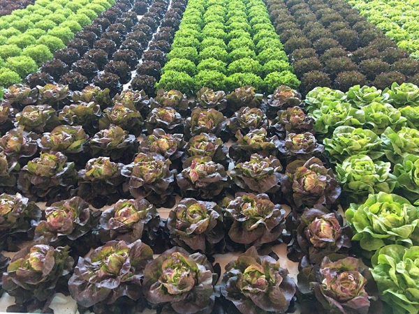 微信图片_202008221713414